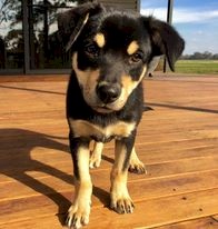 Kelpie Pups - Purebred - Working Dogs