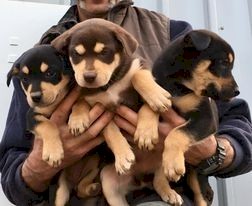 Kelpie Pups - Purebred - Working Dogs