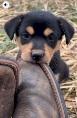 Kelpie Pups - Purebred - Working Dogs