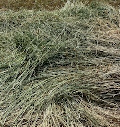 500mt Oaten Hay 600-620kg 8x4x3 Bales