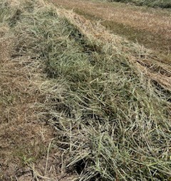 500mt Oaten Hay 600-620kg 8x4x3 Bales