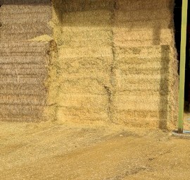 Barley Hay