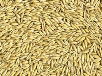 WANTED Yarran and Matika FEED OATS 