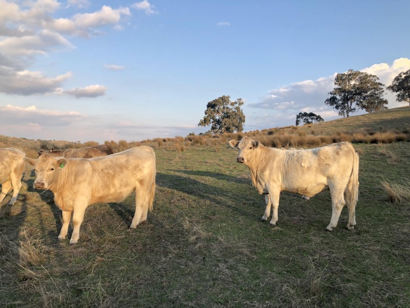 Charolais - Angus Cross Heifers | Farm Tender