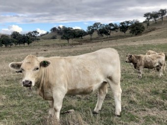 Charolais - Angus Cross Heifers