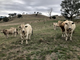 Charolais - Angus Cross Heifers