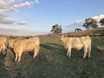 Charolais - Angus Cross Heifers