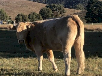 Charolais - Angus Cross Heifers