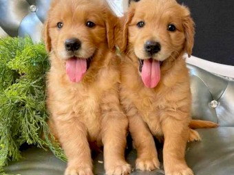 Stunning Golden Retriever Puppies