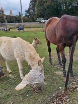For Sale - White Buck - approx 2 1/2 years of age.