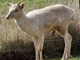 For Sale - White Buck - approx 2 1/2 years of age.