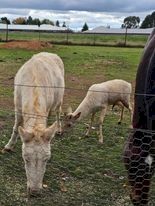 For Sale - White Buck - approx 2 1/2 years of age.