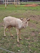 For Sale - White Buck - approx 2 1/2 years of age.