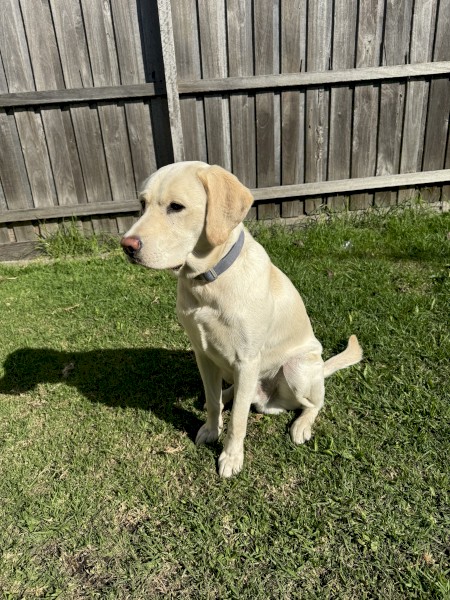 Labrador - 1 year 2 month Rehome 
