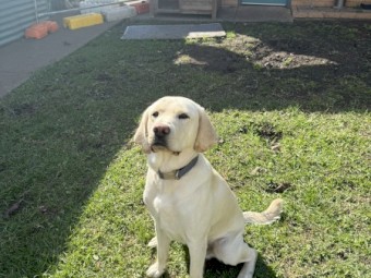 Labrador - 1 year 2 month Rehome 