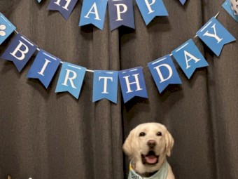 Labrador - 1 year 2 month Rehome 