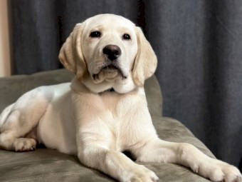 Labrador - 1 year 2 month Rehome 