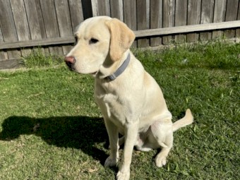 Labrador - 1 year 2 month Rehome 