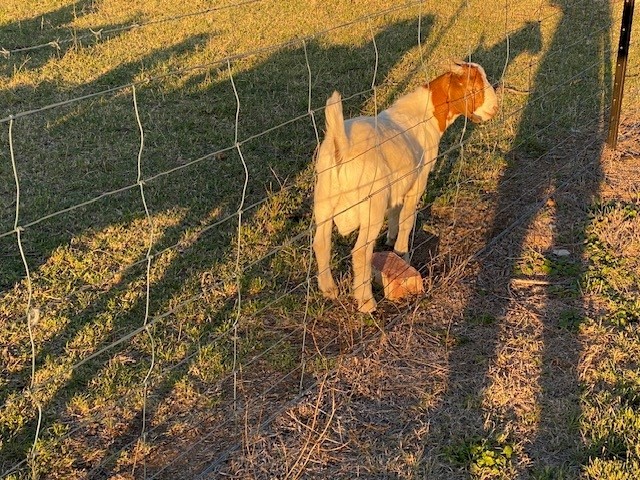 Boer goat billies pure bred