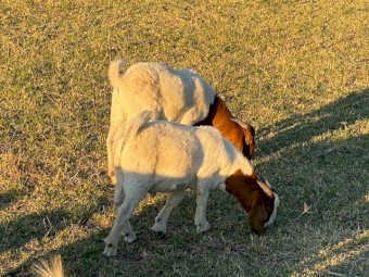 Boer goat billies pure bred