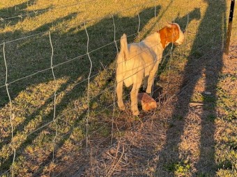 Boer goat billies pure bred