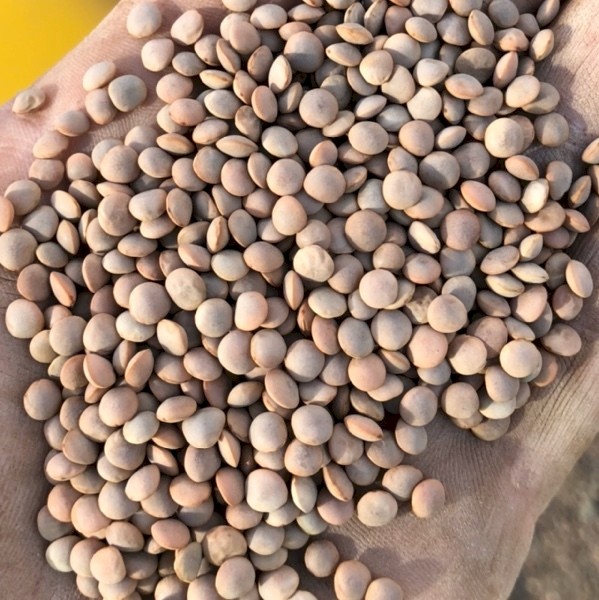 2 MT Hurricane Lentils Seed - Cleaned and Graded 