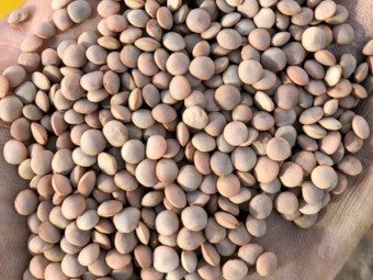 2 MT Hurricane Lentils Seed - Cleaned and Graded 