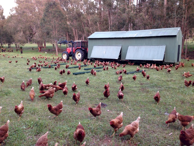 Certified Organic Hy-Line Brown Laying Hens