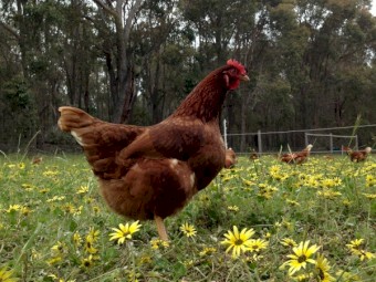 Certified Organic Hy-Line Brown Laying Hens