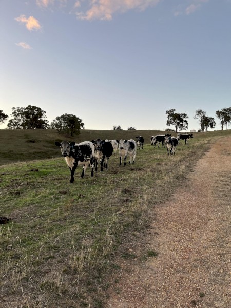 9 Speckle Park x Angus weaners Autumn drop 23