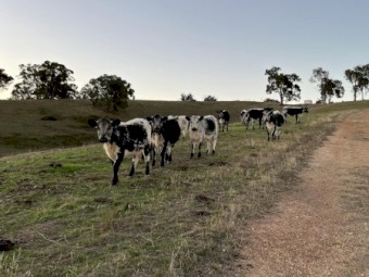 9 Speckle Park x Angus weaners Autumn drop 23