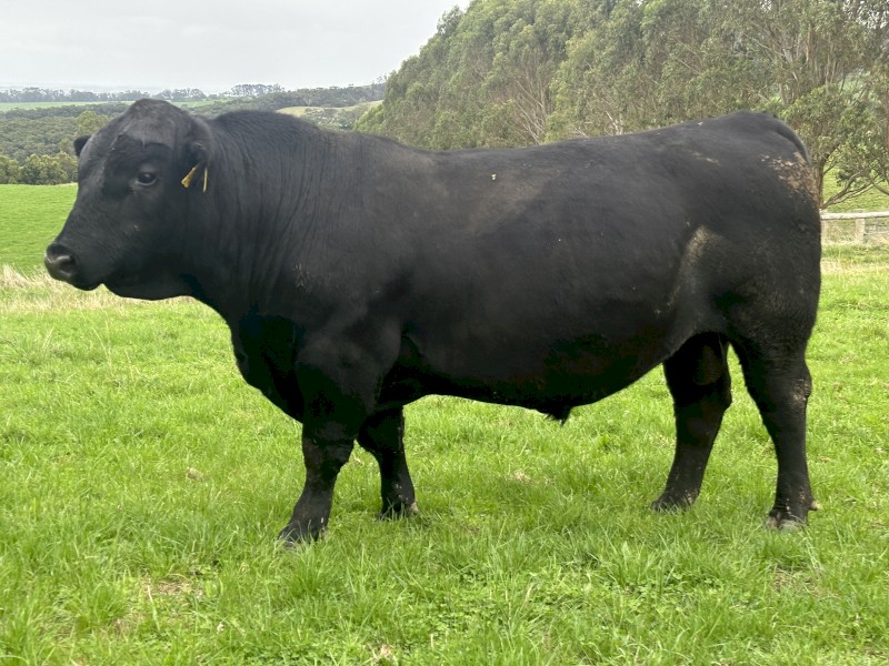 Solid commercial Angus Bulls