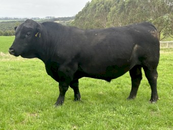 Solid commercial Angus Bulls