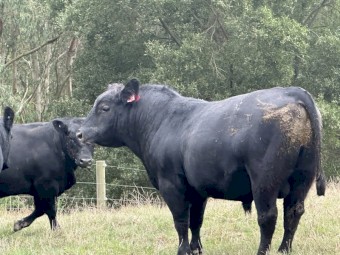Solid commercial Angus Bulls
