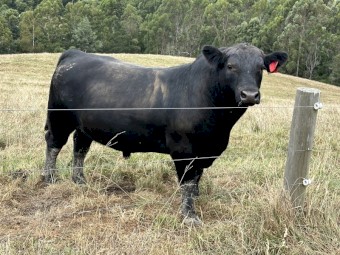 Solid commercial Angus Bulls