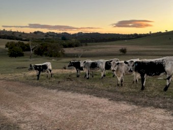 9 Speckle Park x Angus weaners Autumn drop 23