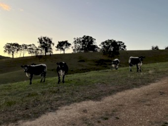 9 Speckle Park x Angus weaners Autumn drop 23