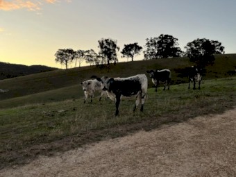 9 Speckle Park x Angus weaners Autumn drop 23