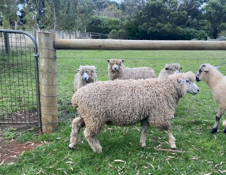 English Leicester, Ram, (2022 drop)