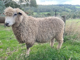 English Leicester, Ram, (2022 drop)