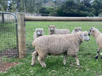 English Leicester, Ram, (2022 drop)