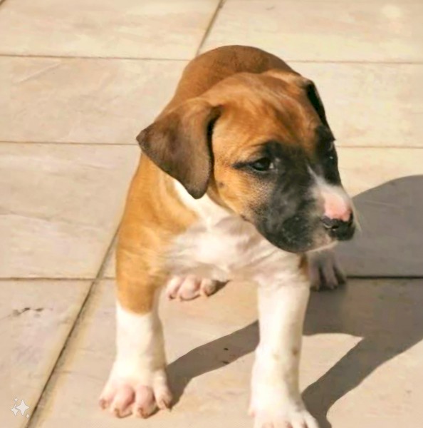 Boerboel x bull terrier x bull arab