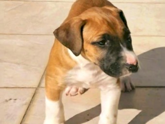 Boerboel x bull terrier x bull arab