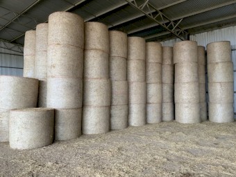 Lucerne hay