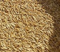 Oats - Seed - Williams