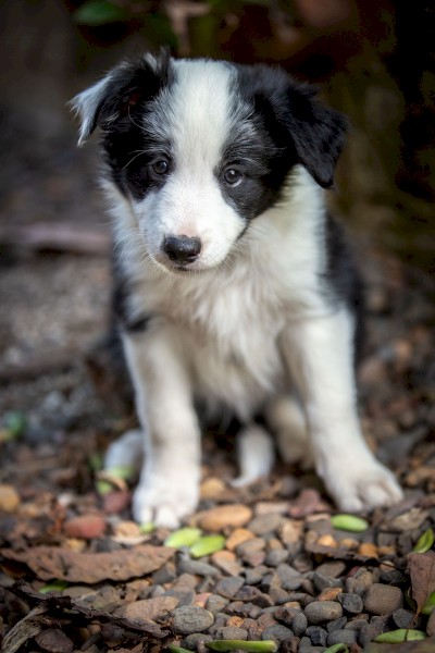 Border Collie