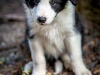 Border Collie