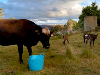 1 Jersey Cow in Calf