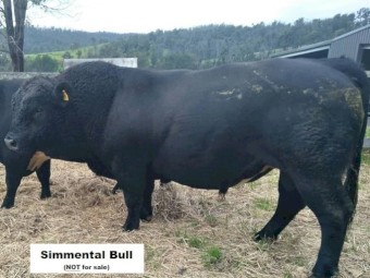 1 Jersey Cow in Calf