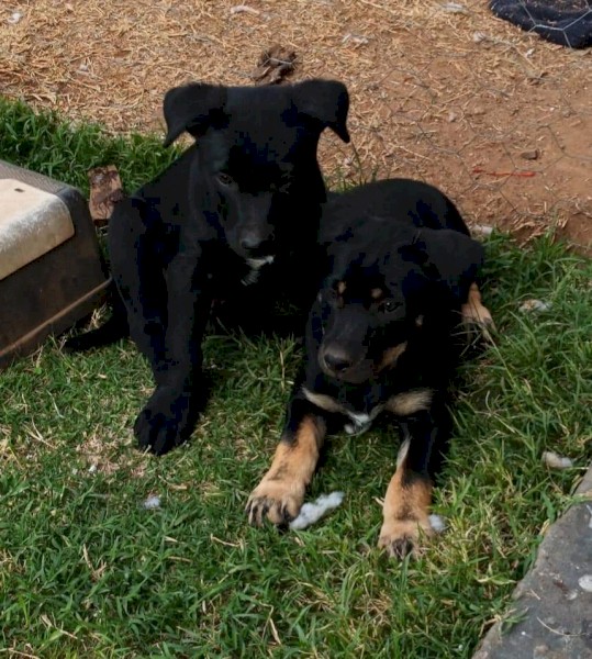 Excellent working kelpie pups 